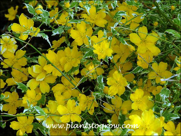 nice yellow flowers with the variegated foliage