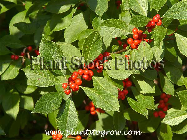 the ornamental fruit of the Winterberry.