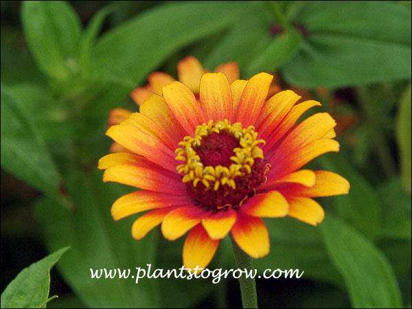 Zinnia Zowie Yellow Flame