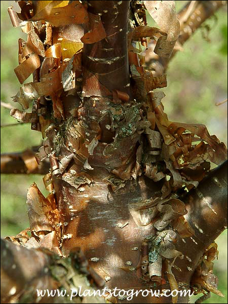 The cinnamon-colored exfoliating bark