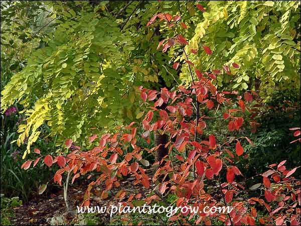 Prince Charles Serviceberry (Amelanchier laevis) growing in front of the yellow foliage Frisia Back Locust