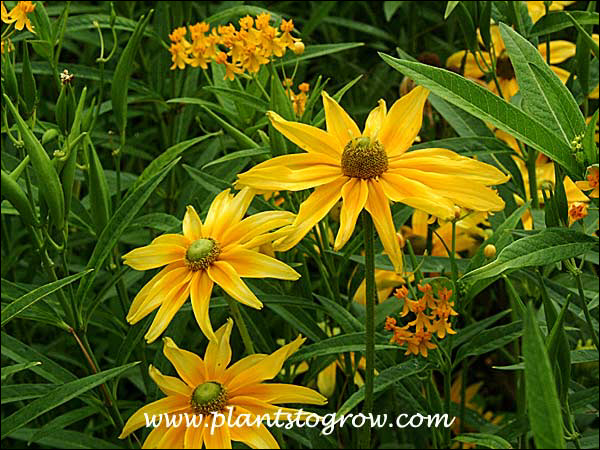 Rudbeckia Iris Spring sharing space with Asclepias Silky Gold