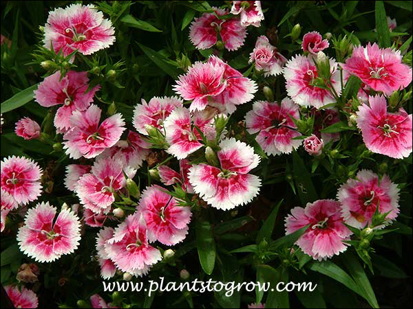 Dianthus Ideal Select Whitefire