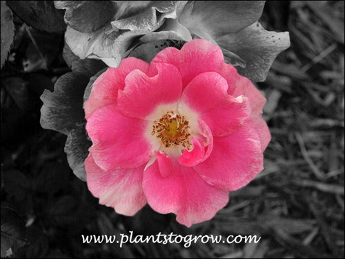 Funny Face Shrub Rose | Plants To Grow Plants Database by Paul S. Drobot
