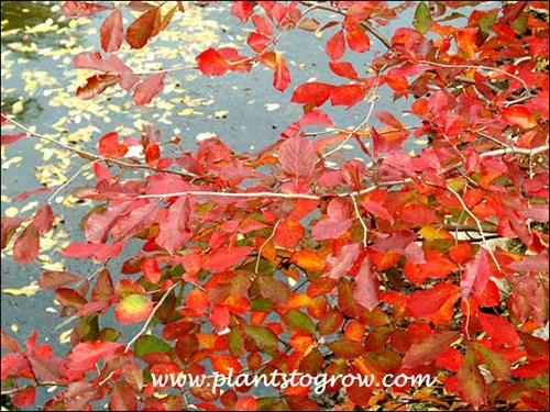 Very bright fall foliage color.