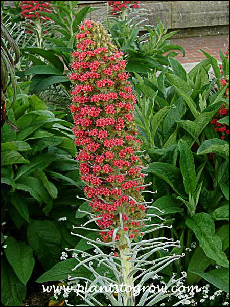 An impressive exotic plant with the large abundance of flowers and the additional feature of the silver gray leaves.