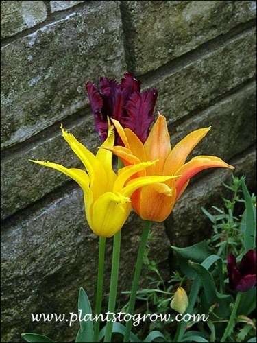 Two Parrot and one Fringed Tulip. The flowers of a tulip are borne on a long leafless stem called a scape.