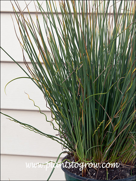 5)6 | Plants To Grow Plants Database by Paul S. Drobot