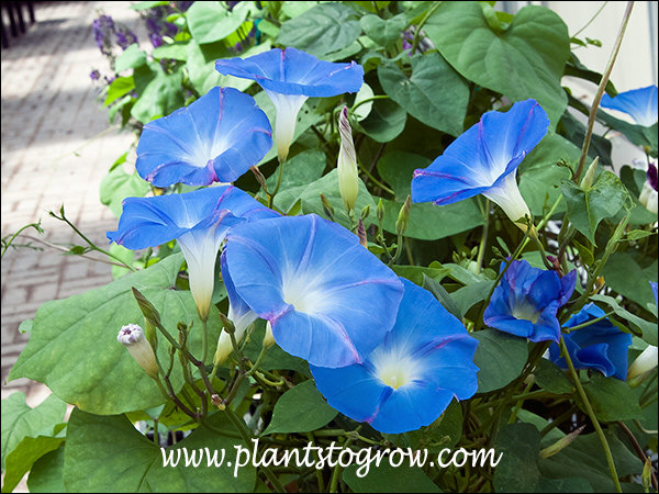 Clarks Heavenly Morning Glory (Ipomoea tricolor) | Plants To Grow Database by Paul S. Drobot