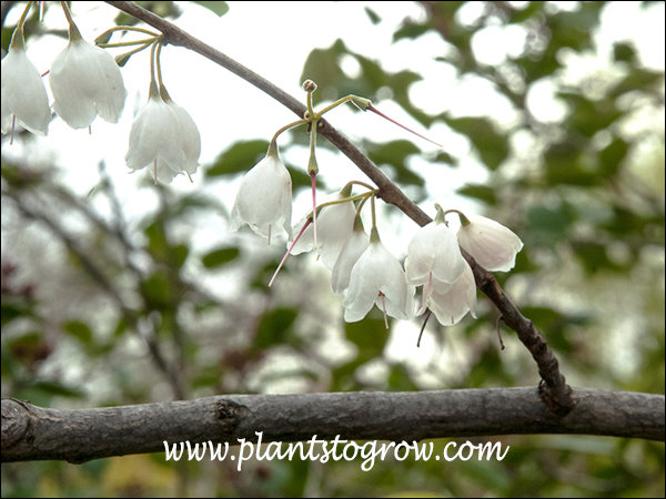 Silver-Bell Tree - Grown By You