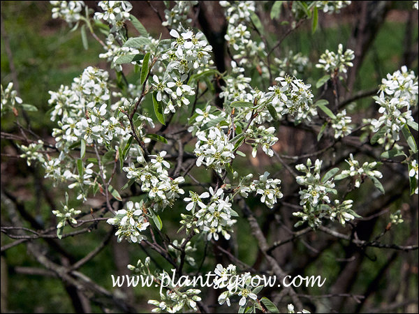 how to you pronounce amelanchier