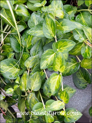 6 7 Plants To Grow Plants Database By Paul S Drobot
