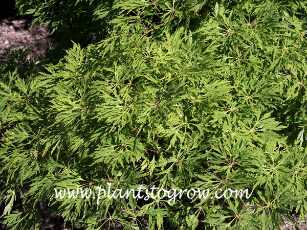 Plants To Grow Plants Database By Paul S Drobot