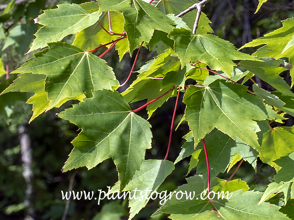 Red Maple Acer Rubrum Plants To Grow Plants Database By Paul S Drobot