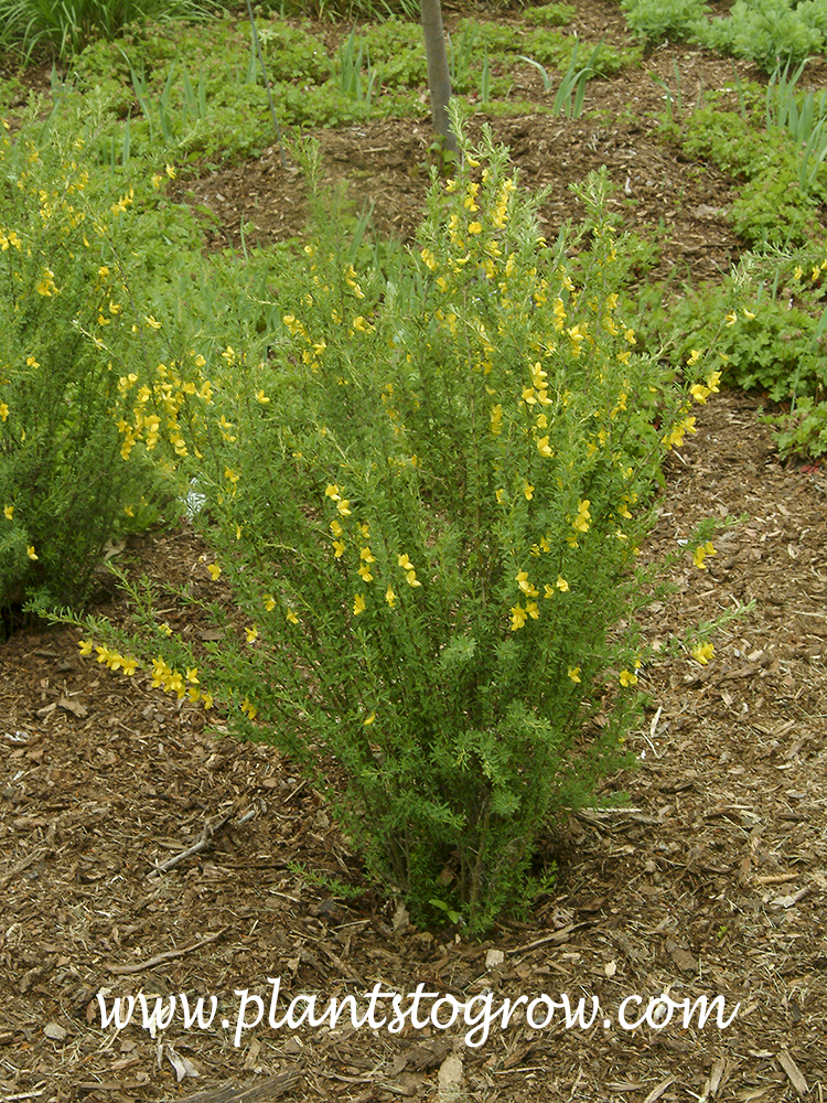 Pygmy Pea Shrub (Caragana pygmaea) | Plants To Grow Plants Database by Paul  S. Drobot