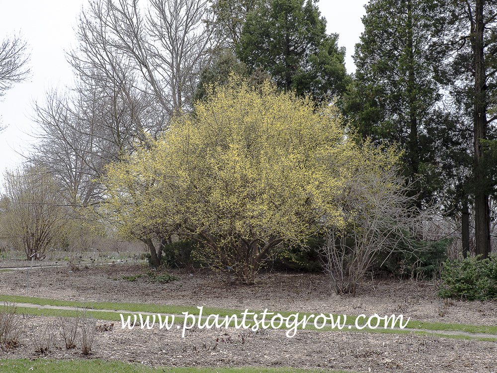 cornus mas propagation cornus mas propagation