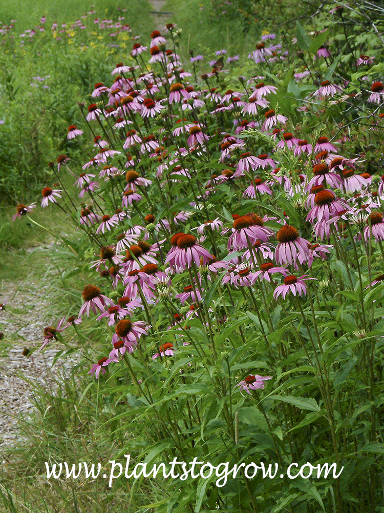 purple coneflower scientific name purple coneflower scientific name