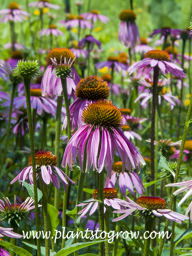 purple coneflower scientific name purple coneflower scientific name