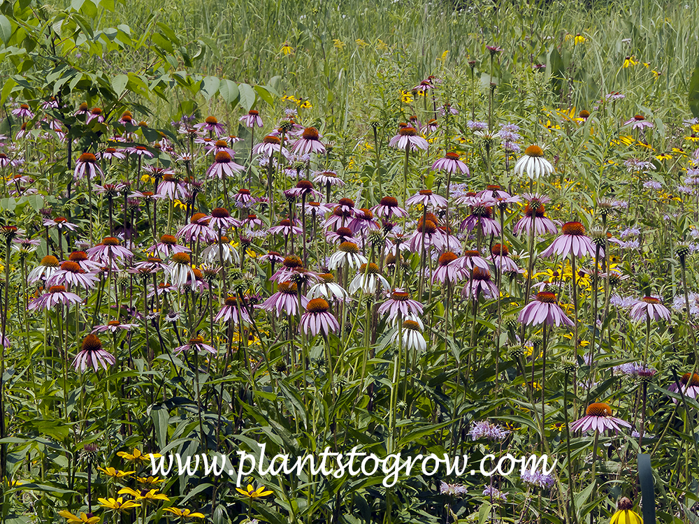purple coneflower scientific name purple coneflower scientific name