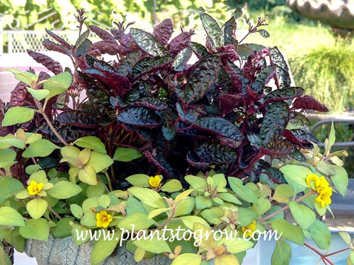 Purple Waffle Plant (Hemigraphis)
growing in a container with a Gold Leaf Lysimachia