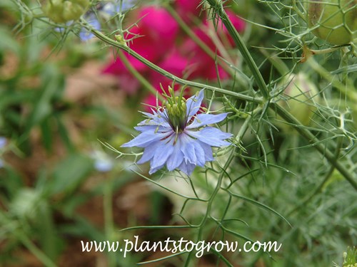 Love-In-A-Mist (Nigella damascena)
My first year plants were all white.  The next years seedling where mostly blue.
