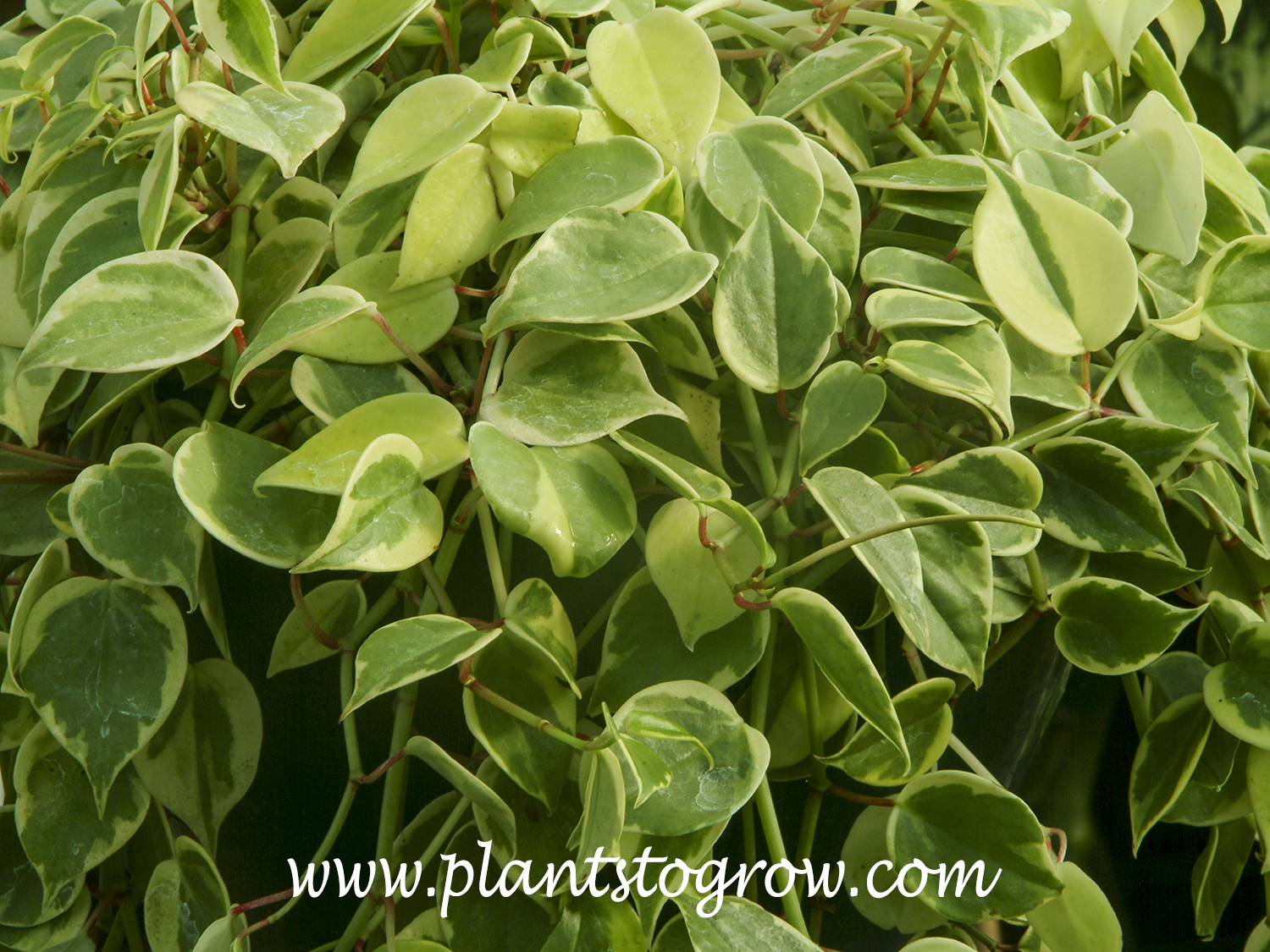 Cupid Peperomia (Peperomia scandens)