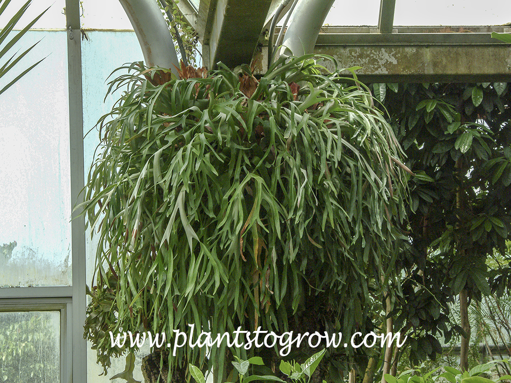 Staghorn Ferns (Platycerium)
A large plant that is attached to a board and allowed to hang down.