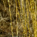 Weeping Willow (Salix alba)  Plants To Grow Plants Database by Paul S.  Drobot