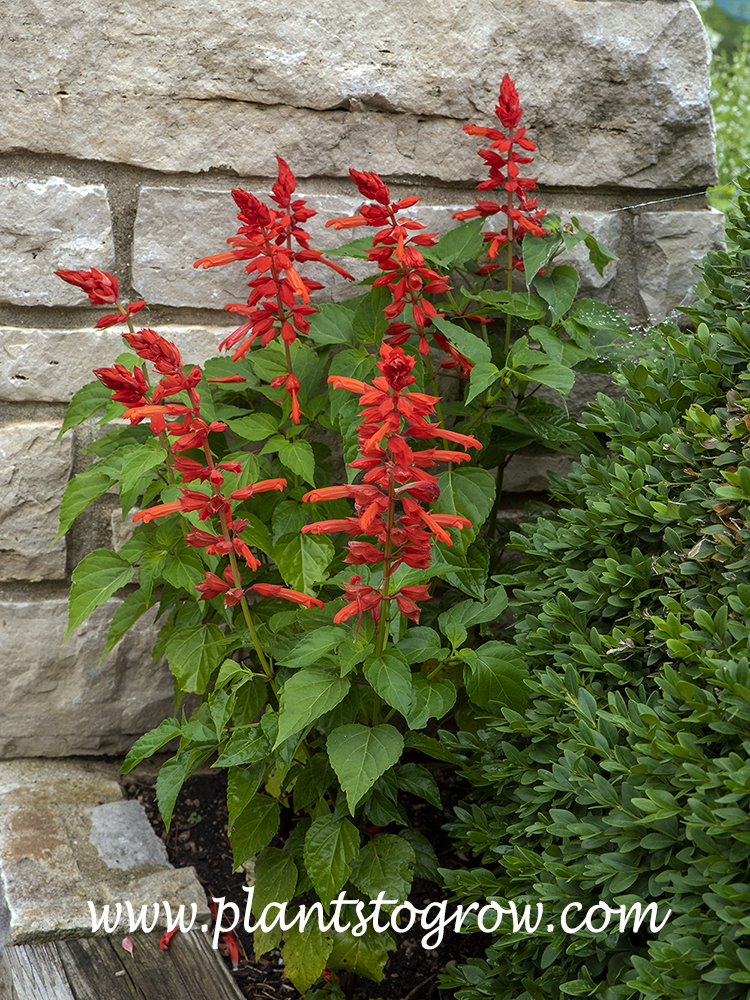 50 seeds. Ukrainian Organic Flower Seeds Salvia Splendens Brilliant Rocket
