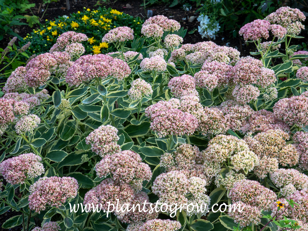 Sedum Autumn Charm (Sedum) | Plants To Grow Plants Database by Paul S.  Drobot