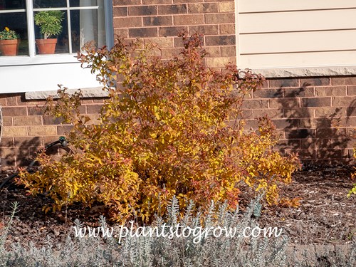 Curly Leaf Spirea Spiraea Japonica Plants To Grow Plants Database By Paul S Drobot