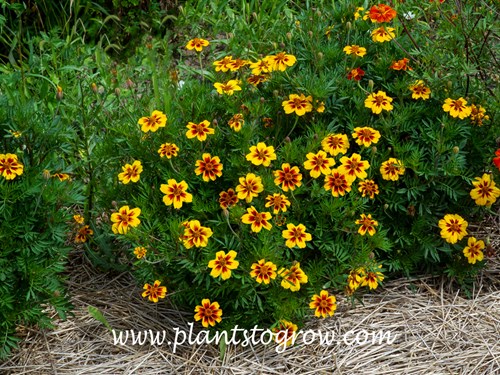 Legion Of Honor Marigold Tagetes Patula Nana Plants To Grow Plants Database By Paul S Drobot