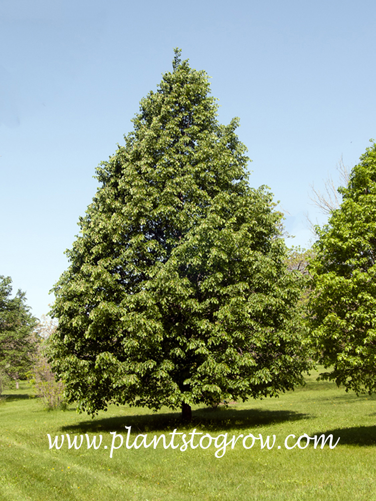 Tilia americana ~ Basswood – Moon's Tree Farm
