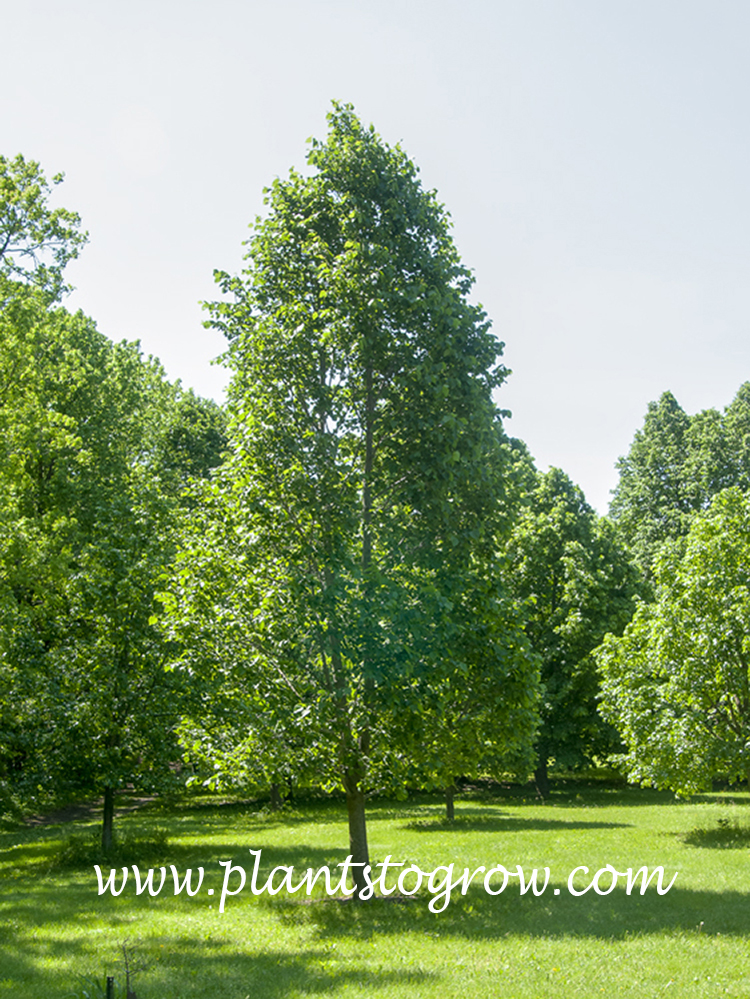 Tilia americana ~ Basswood – Moon's Tree Farm