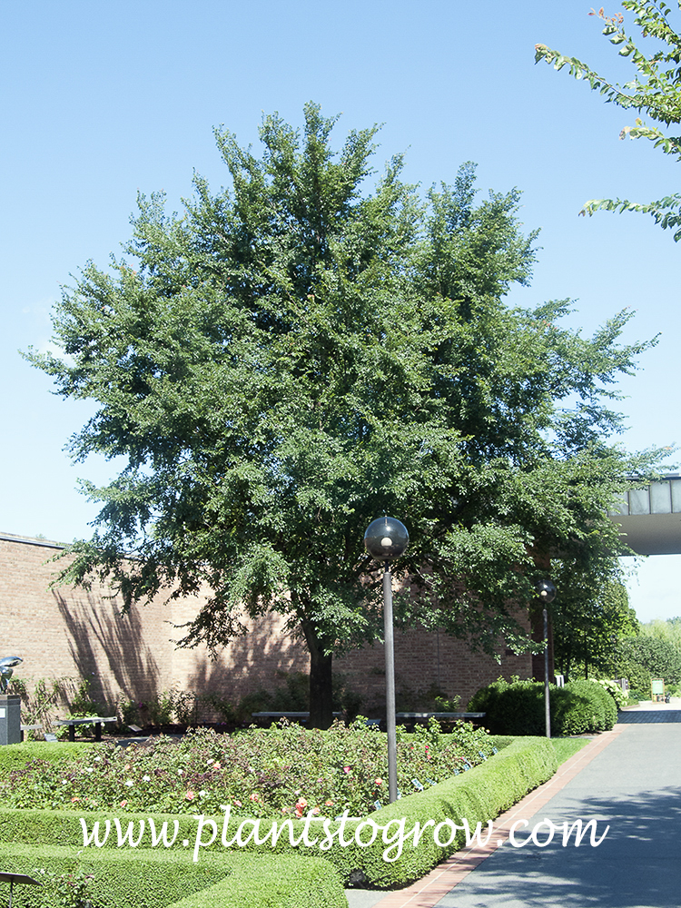 Frontier Elm Ulmus Plants To Grow Plants Database By Paul S Drobot