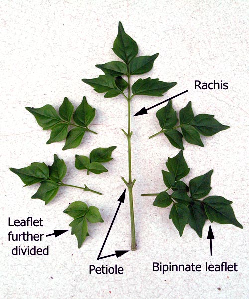 Fact Page Anthers Fact Page Anthers