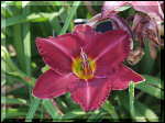 Daylily  "Charles Johnson" introduced in 1981, 24" tall early midseason bloom, 6" cherry red flowers with a green throat, tetraploid plant