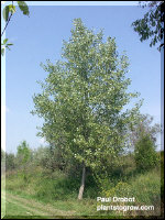 This tree is not much more than 10 years old.