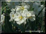 Narcissus "Sir Winston Churchill" 
Creamy white flowers and orange petals. It has multiple, fragrant flowers per stem. Reaches 15-16" and is a late bloomer