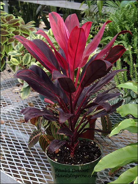 http://www.plantstogrow.com/images/plants/00001080/387338259375Cordyline-07cm.jpg