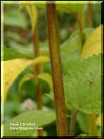 Typica square stem of this family.