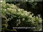 Sweet Autumn Clematis (C. terniflora)