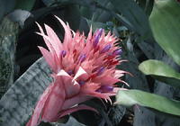 Vase Plants