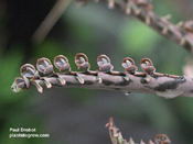 Kalanchoe