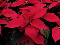 Poinsettia