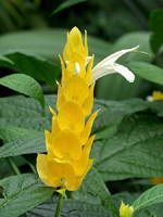 Lollipop Plant