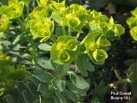 Euphorbia