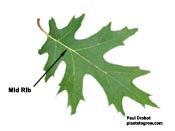 Fact page anthers