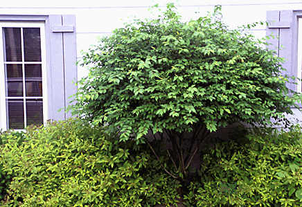 Little did I know that when I planted the "Compact" Burning Bush, compact was only a relative term.  Plants at the base are Gold Flame Spirea. Just proves that the best way to learn about plants is to grow them.