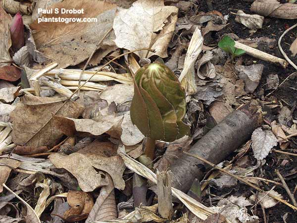 May Apple (Podophyllum pelatum)
(picture taken 4/21)